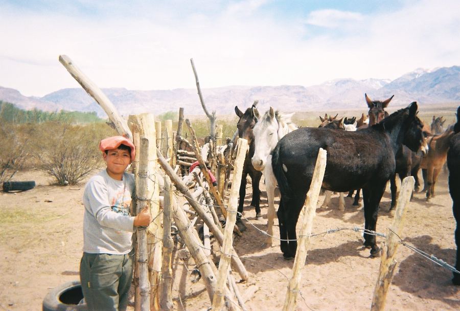 A boy leaning on a corral fence beside mules