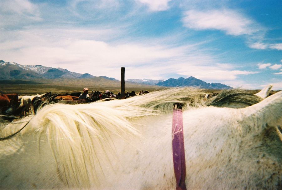 View over a white mule's mane toward the corral and the mountains