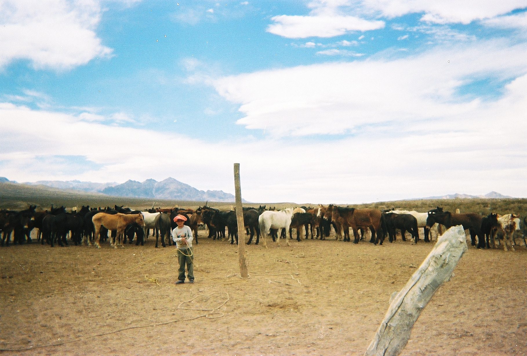 A young muleteer with a lasso in a corral of mules