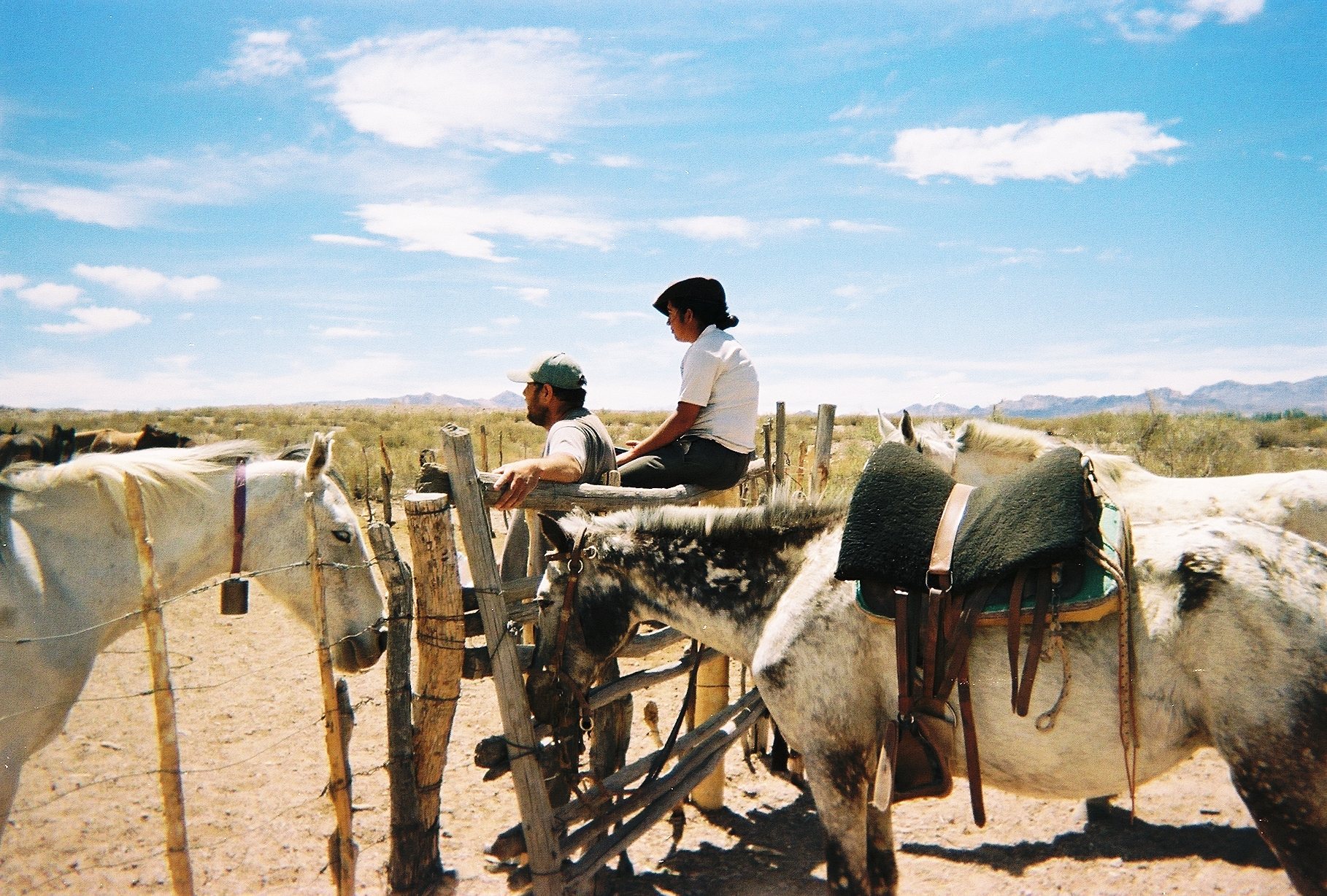 Two people sitting on a corral fence among saddled mules